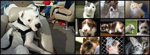 Q&A with a ChicagoNow blogger: Kathy Mordini of Raining Cats and&nbsp;Dogs