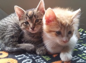 Ask Little Merry Sunshine: Are you always happy or are you too stupid to realize life&nbsp;sucks?